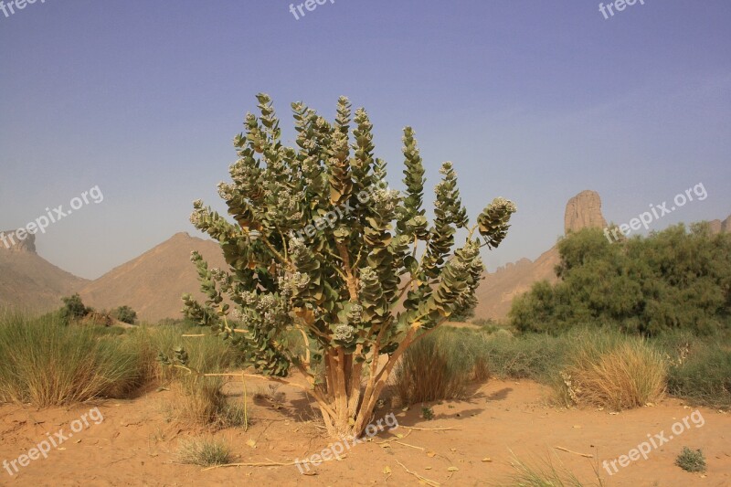 Algeria Sahara Desert Tropical Vegetation Free Photos