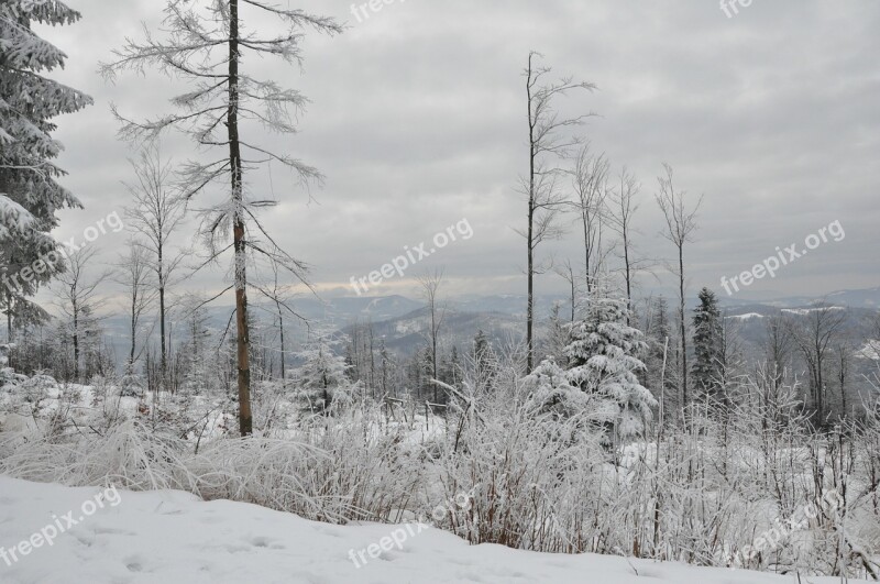 Winter Snow Mountains Forest Tree