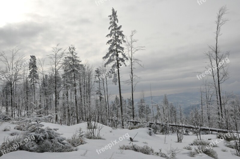 Winter Snow Mountains Forest Tree