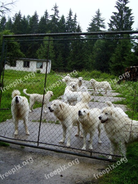 Dog Dogs Fence Breeding White Dog