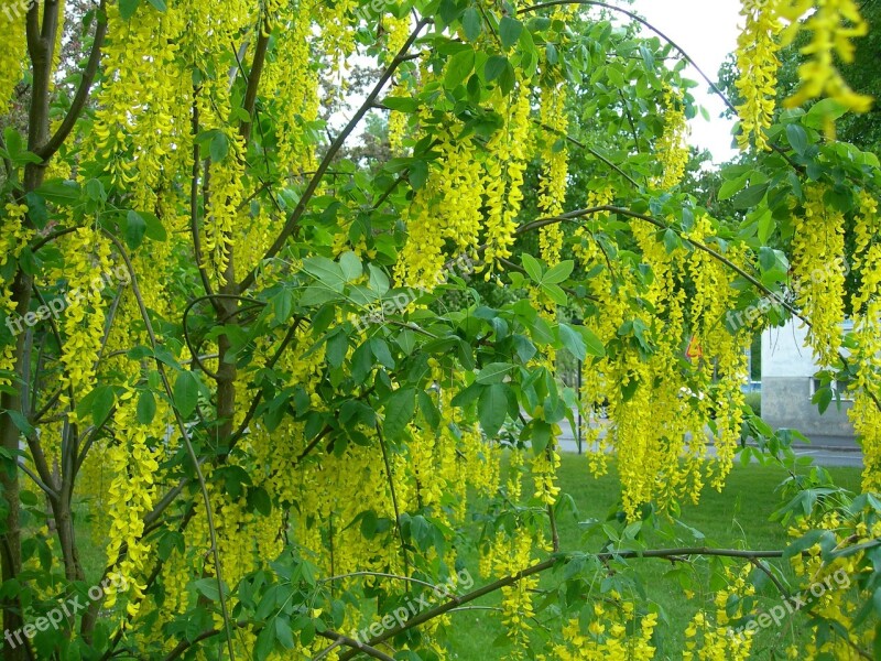 Gold Tree Nature Summer Green