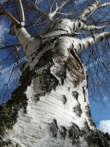 Birch Tree Nature Sky Blue