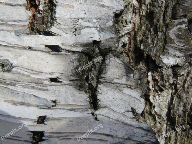 Birch Bark Log Nature Tree