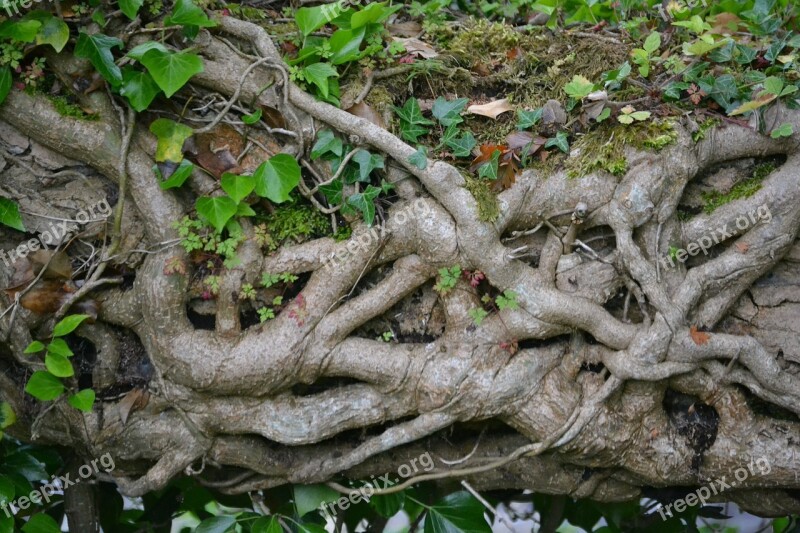 Ivy Branch Plant Creeper Botany