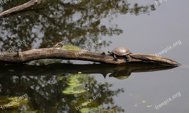 Brissago Islands Turtles Switzerland Animals