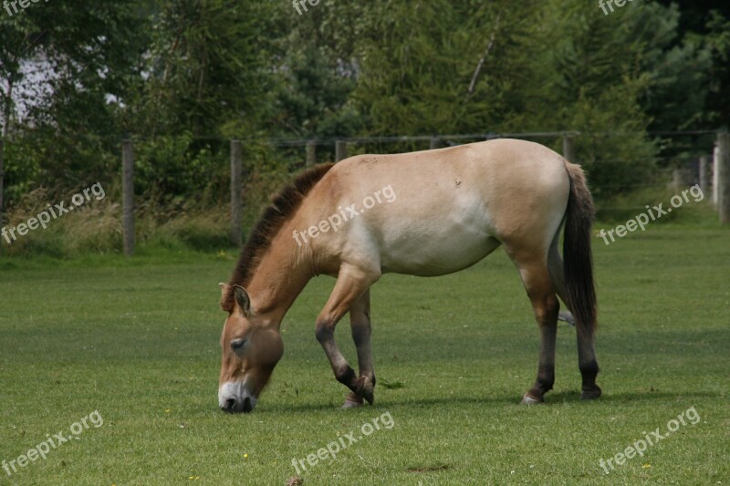 Horse Relax Wild Power Meadow