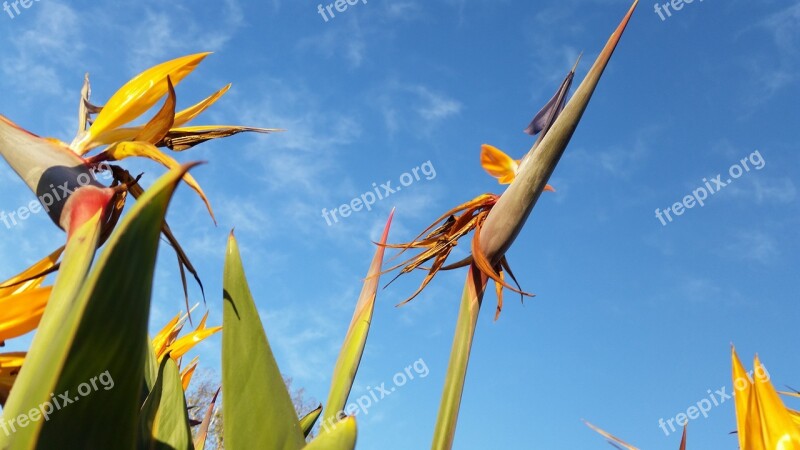 Flower Sky Bird Of Paradise Paradise Free Photos