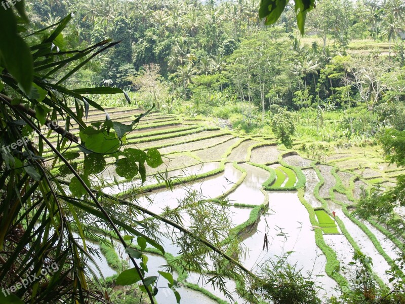 Bali Indonesia Rice Field Irrigation Water