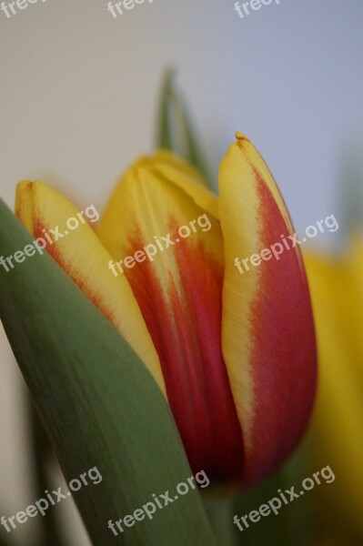 Tulip Spring Close Up Flower Blossom