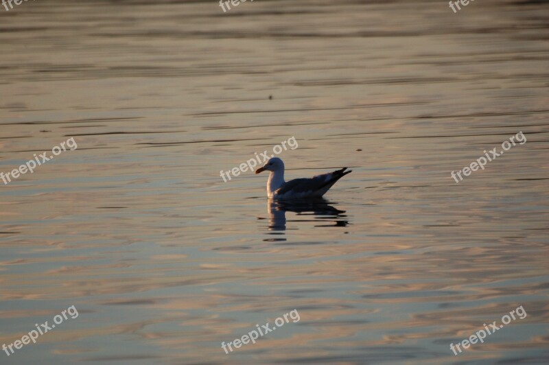 Seagull Bird Birds Sea Marine Life