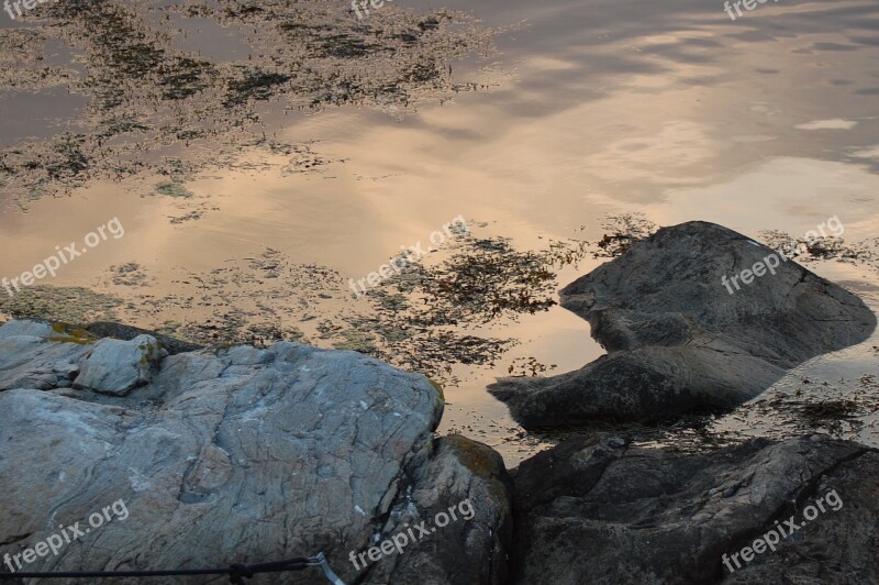 Sea Tang Marine Life Low Tide Stones