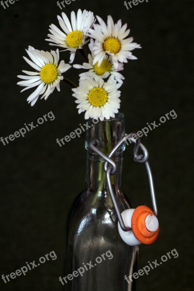 Flowers Daisy Bottle Macro Free Photos