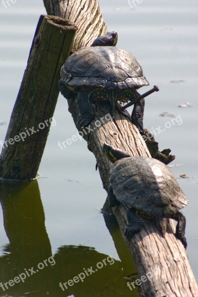 Water Turtle Reptile Nature Free Photos