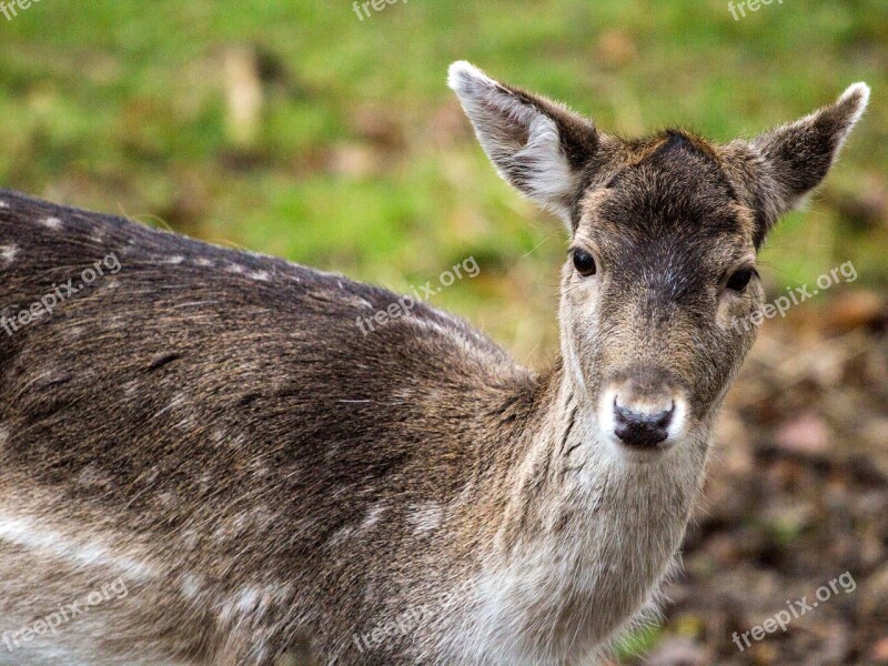 Fallow Deer Hirsch Forest Free Photos