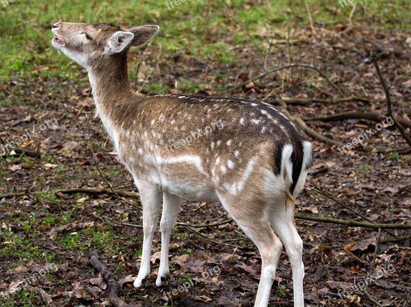 Fallow Deer Hirsch Forest Free Photos