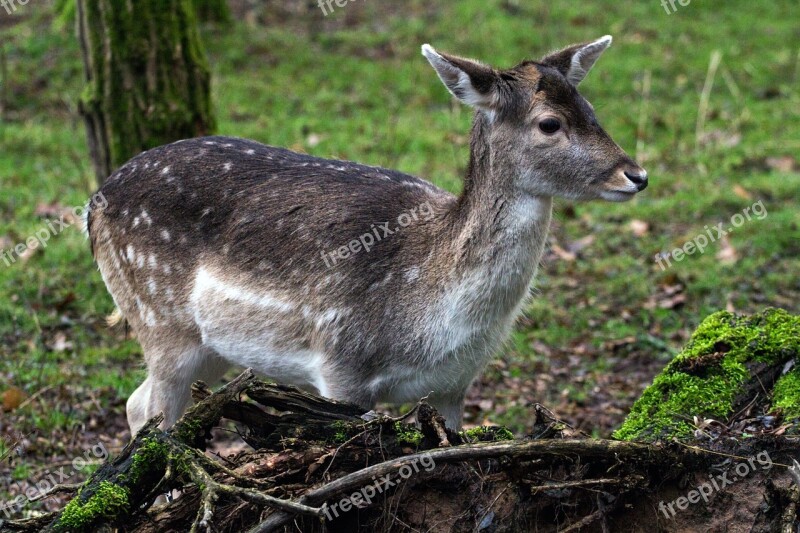 Fallow Deer Hirsch Forest Free Photos