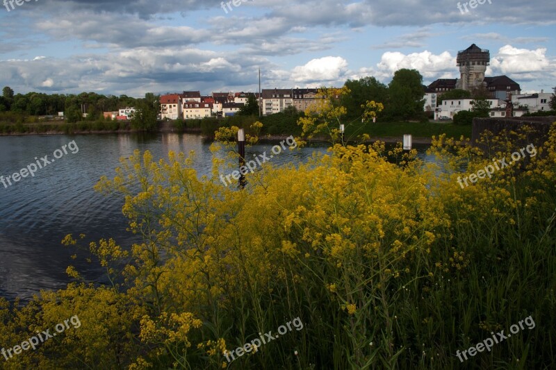 Old Rhine Rhine Mannheim Free Photos