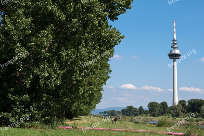 Mannheim Tv Tower Meadow Free Photos