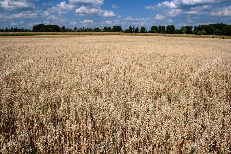 Clouds Cereals Field Summer Sky Free Photos