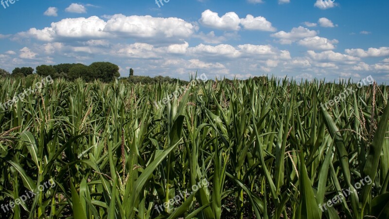 Clouds Cornfield Field Summer Sky Free Photos