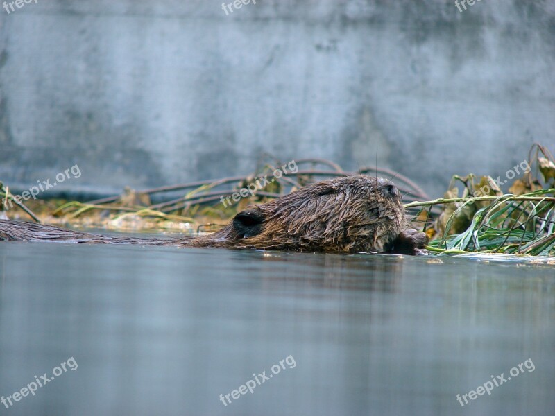 Beaver Water Floats Animals Gnaw