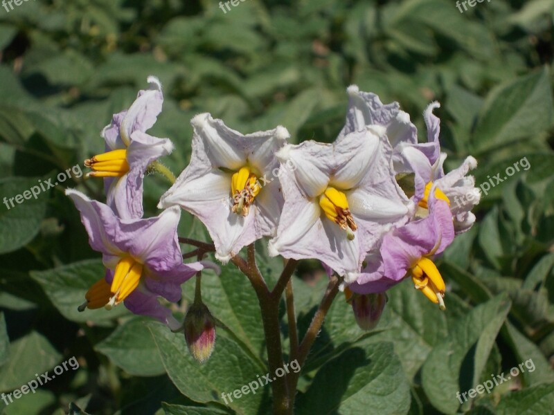 Flower Huerta Orchard Field Flowers