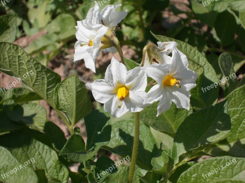 Flower Huerta Orchard Field Flowers