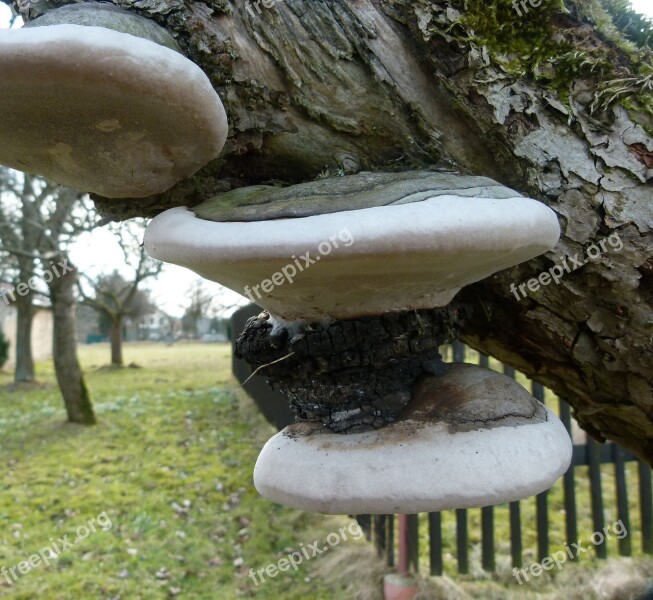 Mushrooms Tree Tree Fungus Wood Free Photos