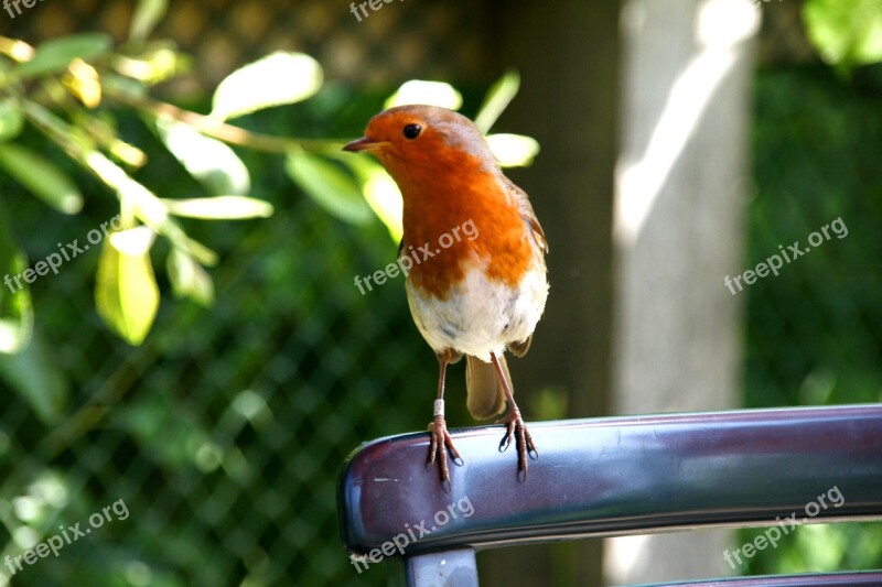 Robin Bird England Uk Wildlife