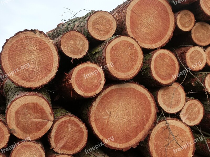 Wood Chop Wood Logging Tree Trunks Stacked Softwood