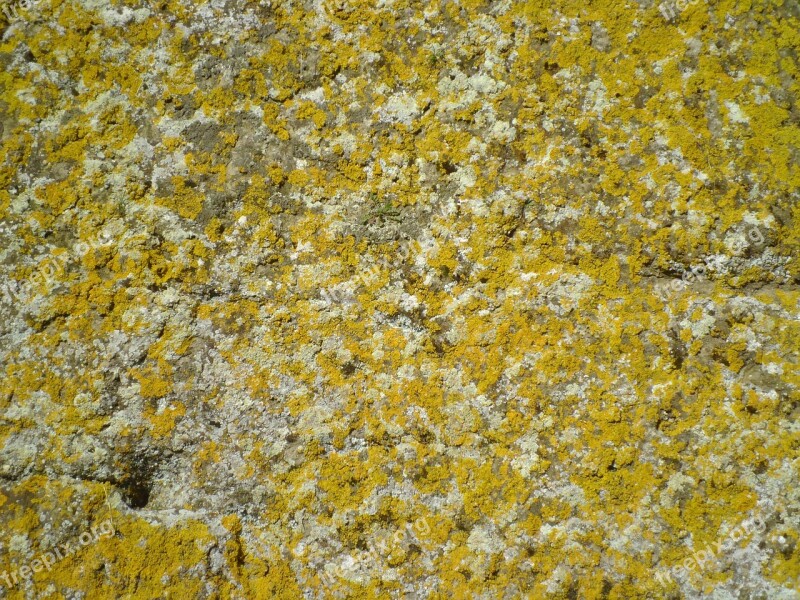 Background Lichens Wall Rock Yellow