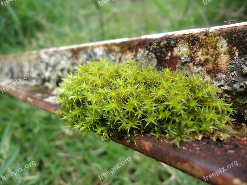 Nature Green Moss Free Photos