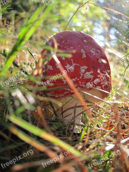 Fly Agaric Mushroom Forest Toxic Red Fly Agaric Mushroom