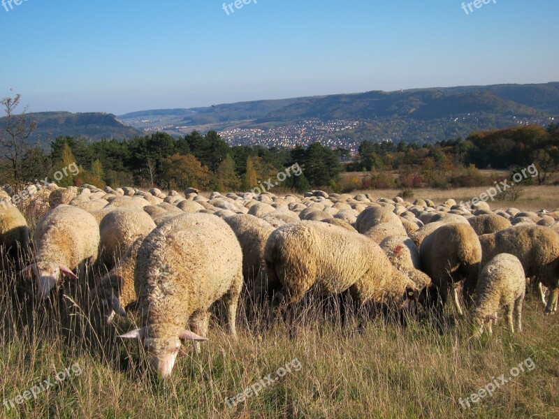 Flock Of Sheep Meadow Wool Graze Animals