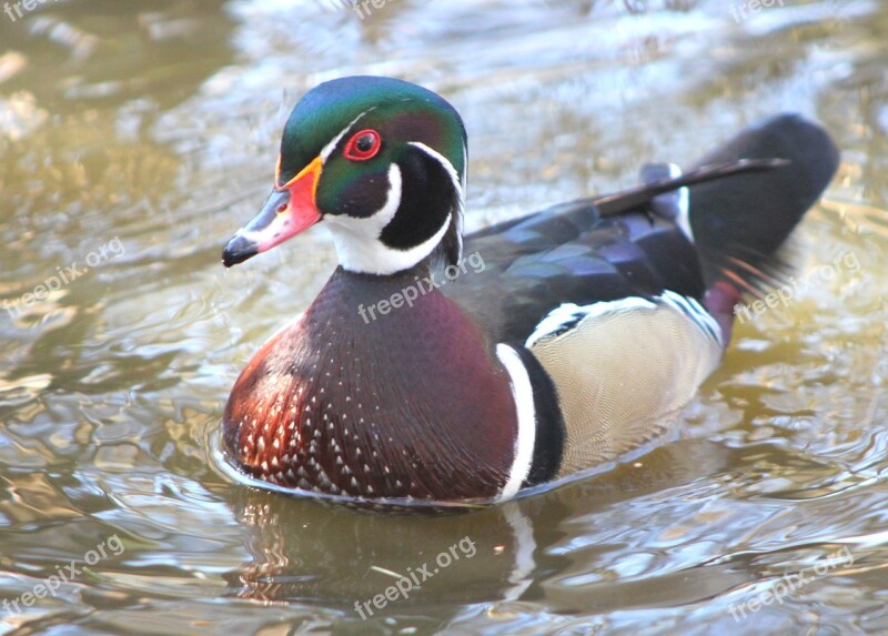 Duck Wood Duck Winter Wildlife Pond