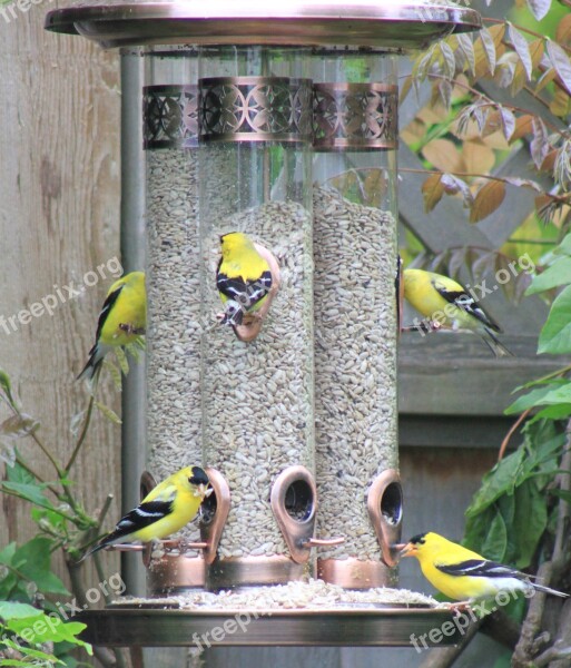 Golden Finch Bird Feeder Eating Backyard Birdwatching