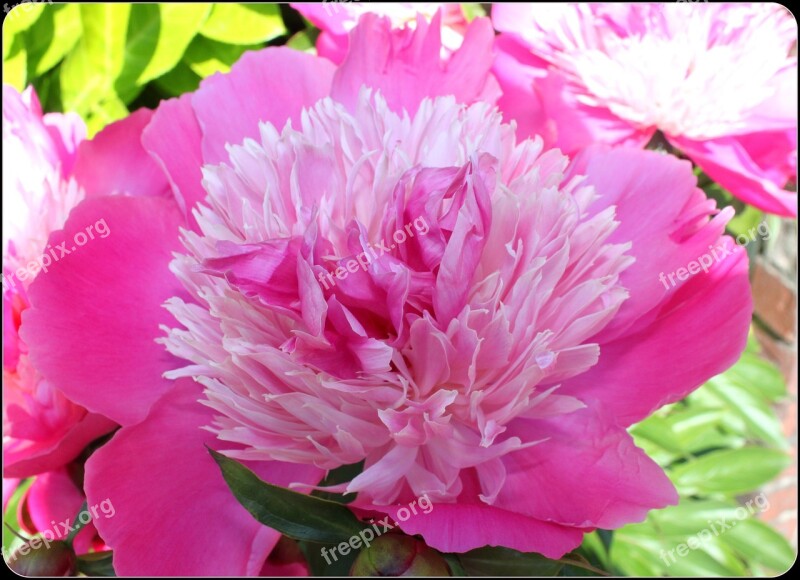 Peony Pink Flower Blossom Single