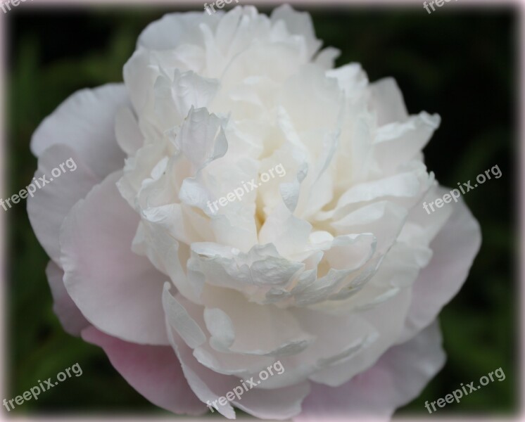 Peony Single Macro Nature Elegance