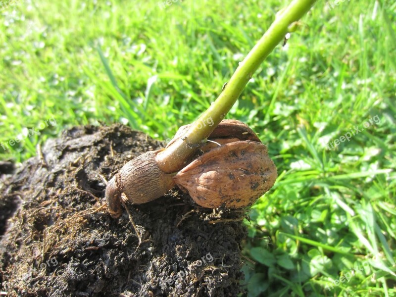 Nut Walnut Plant Seedling Free Photos