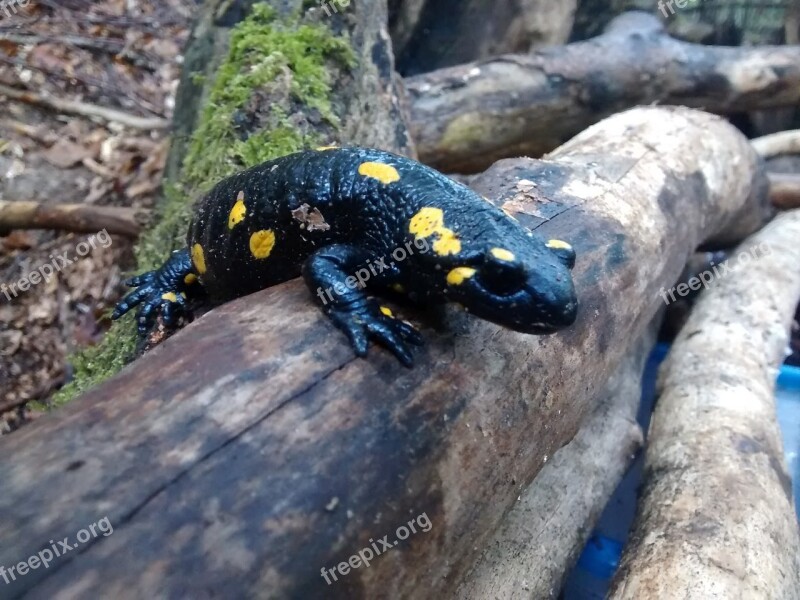 Fire Salamander Tree Black Yellow Salamander