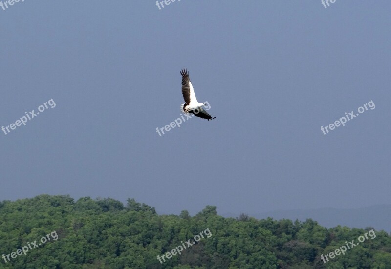 White-bellied Sea Eagle Haliaeetus Leucogaster White-breasted Sea Eagle Bird Of Prey Bird