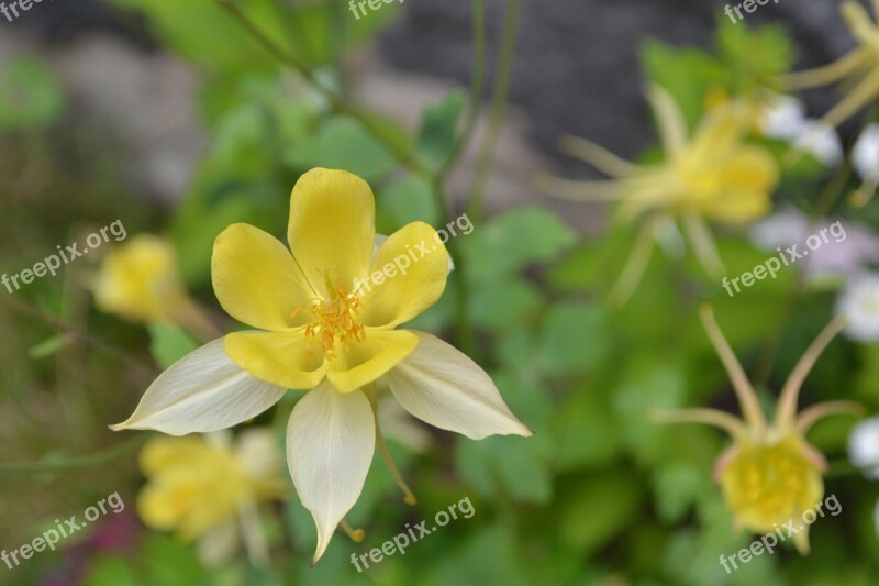 Forget Me Not Flower Yellow Free Photos