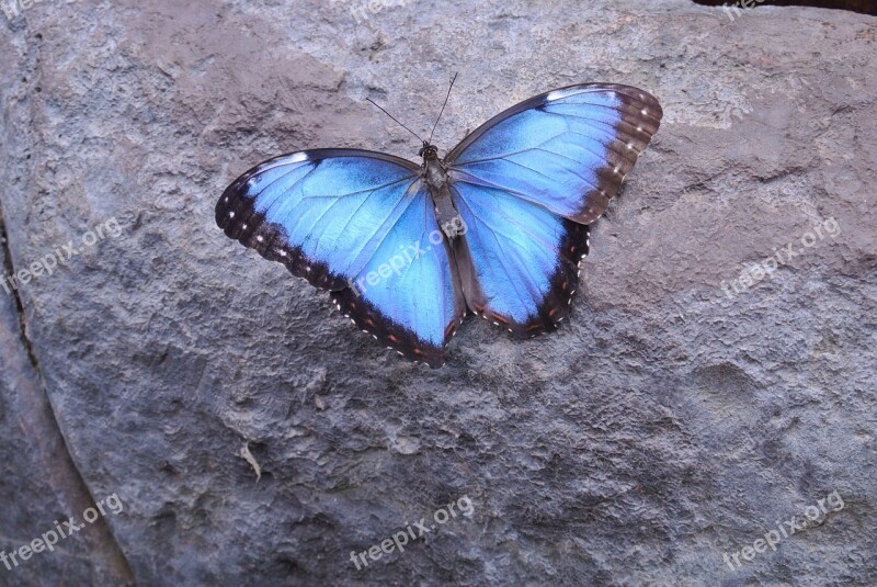 Butterfly Costa Rica Insect Free Photos