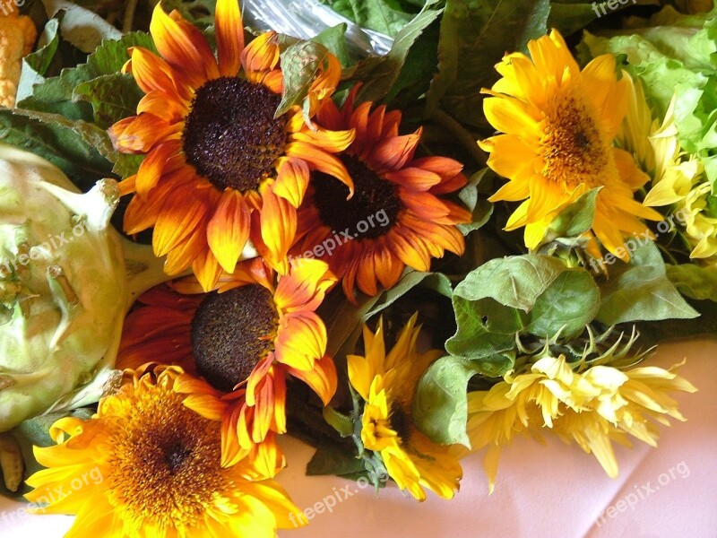 Sunflowers Show Yellow Flower Nature