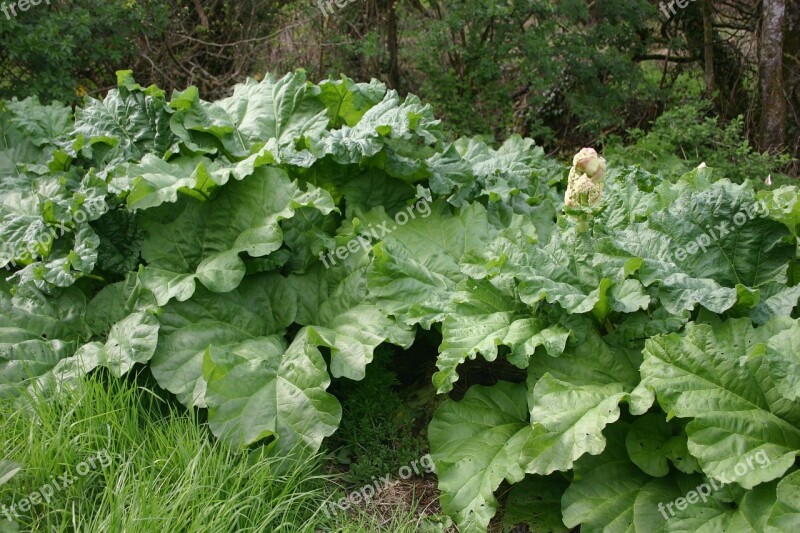 Rhubarb Plant Ireland Free Photos