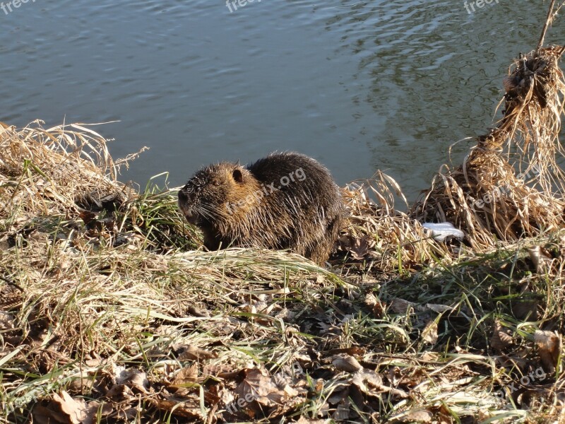 Nutria Animal Rodent River Free Photos