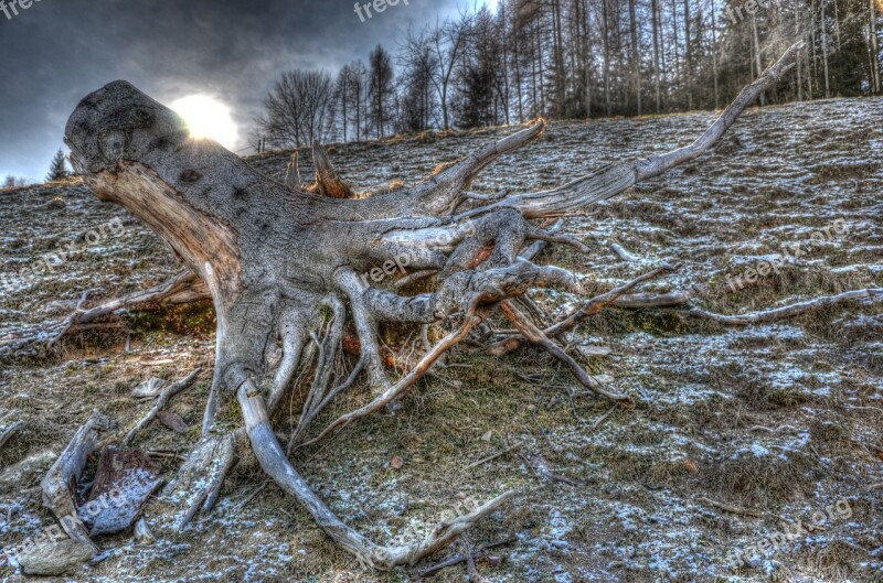 Tree Root Hdr Free Photos