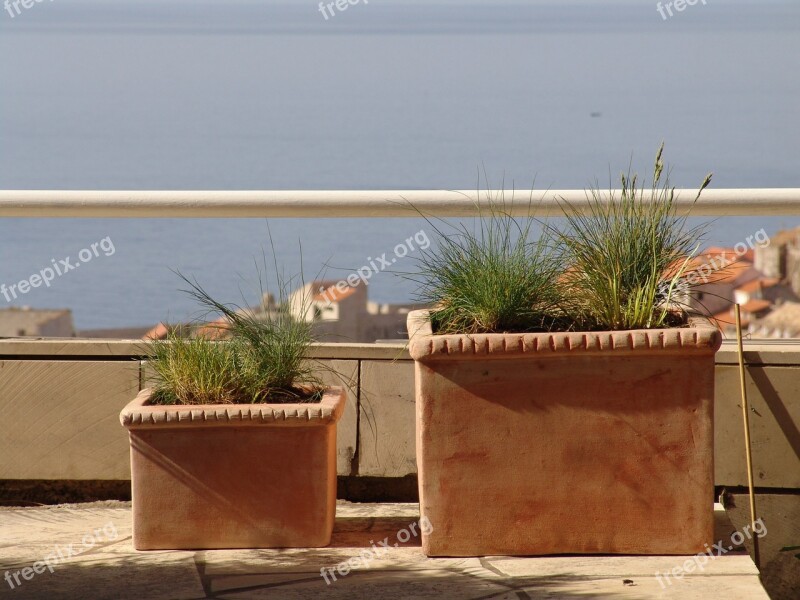 Summer Dubrovnik Croatia Sea Plants