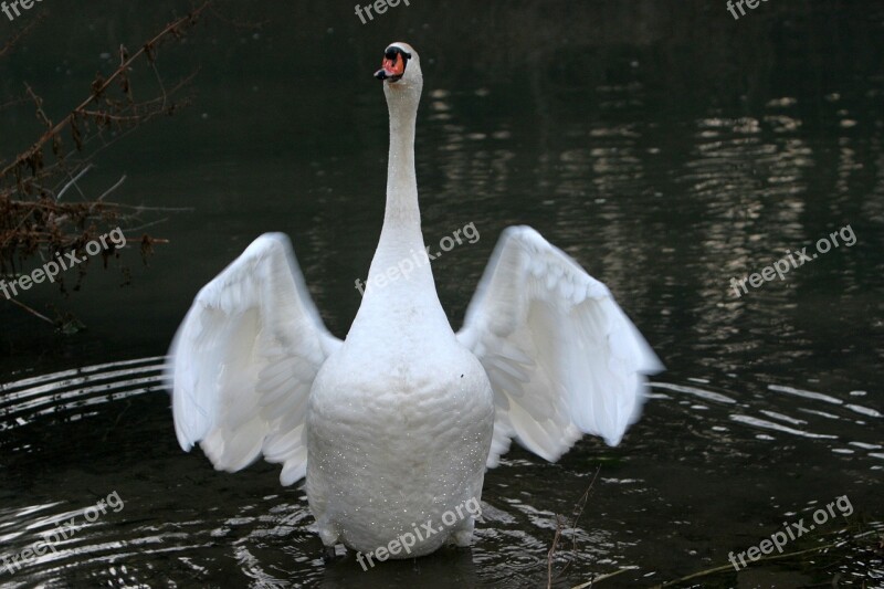 Altmühl Swan Plumage Water Bayou