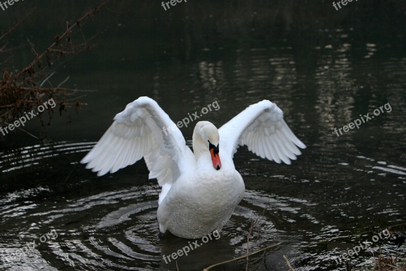 Altmühl Swan Plumage Water Bayou